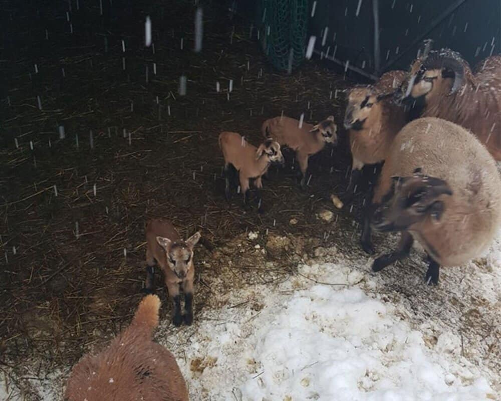 Aller guten Dinge sind drei