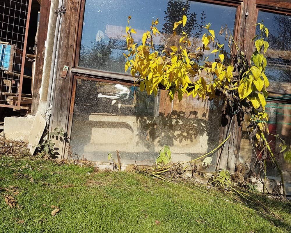 Der Kater und der Pfau