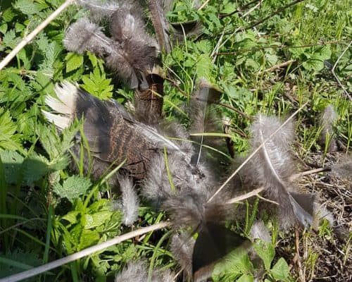 Der mit dem Wolf tanzt