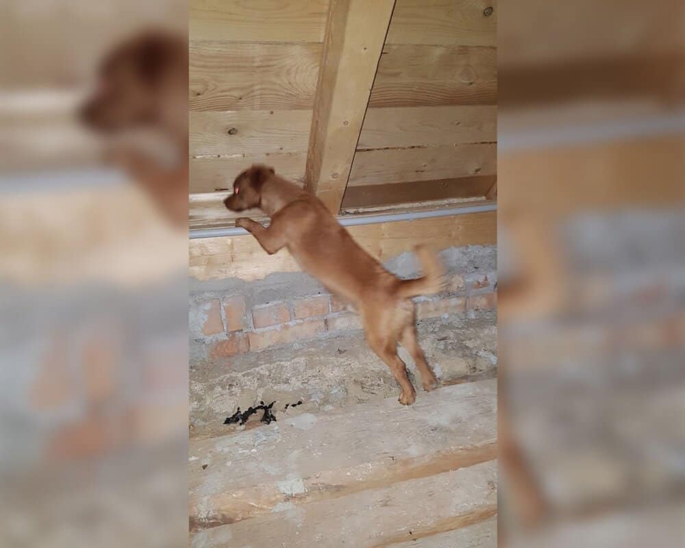 Der Wolf auf dem Dach