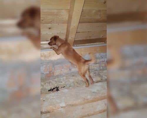 Der Wolf auf dem Dach