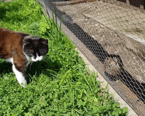 Die Wachtel, drei Katzen & der Hund
