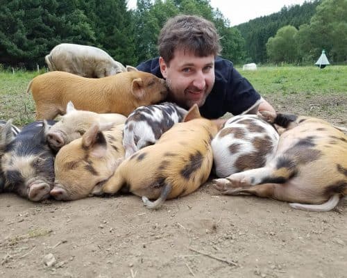 Kune Kune Ferkel beim Schweine streicheln