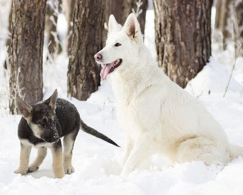 Hund oder nicht Hund, das ist hier die Frage
