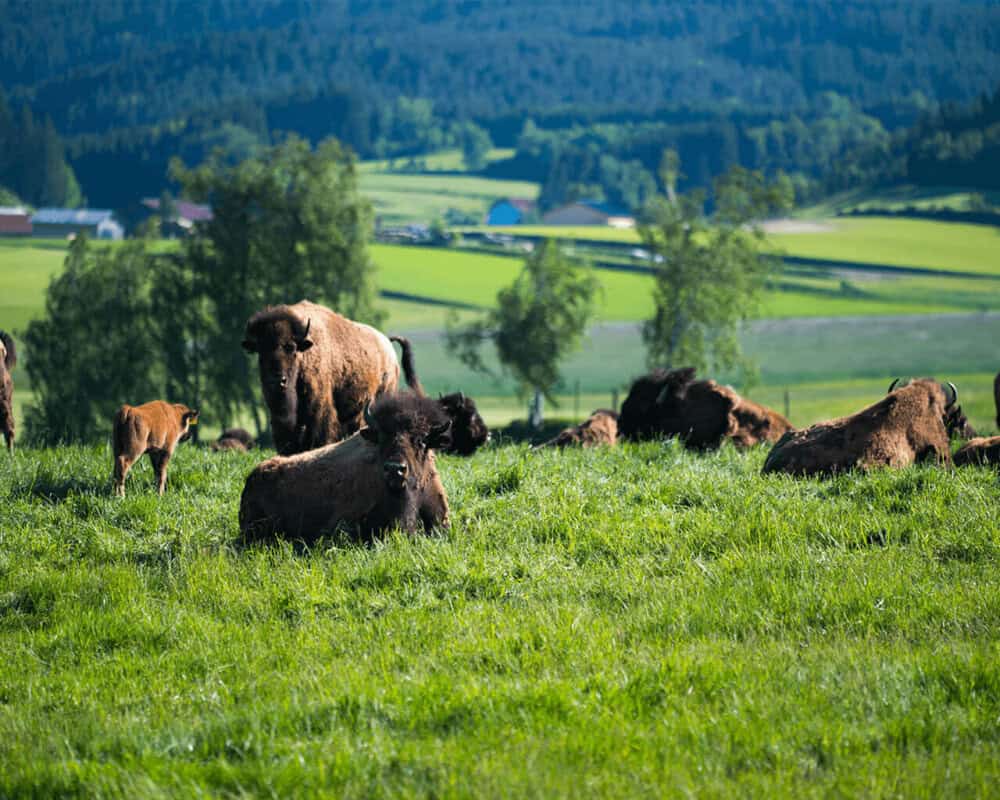 Lachende Chinesen, Dachhasen und Pfauenbraten