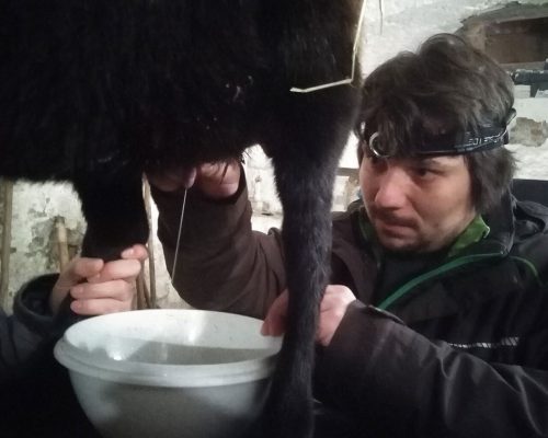 Milch und schlaflose Nächte