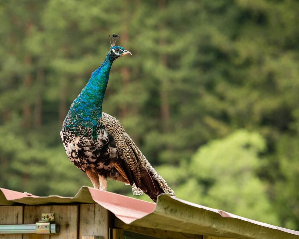 Pfau
