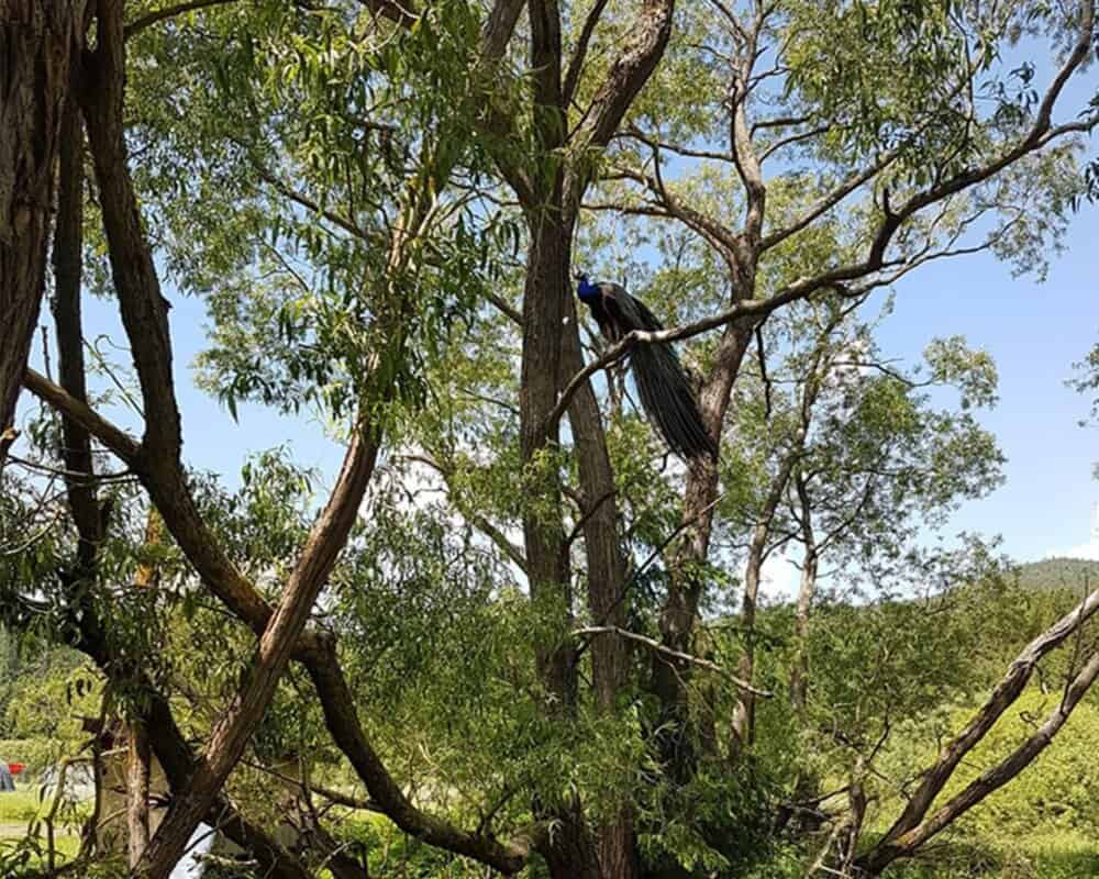 Polizeinotruf Pertholz