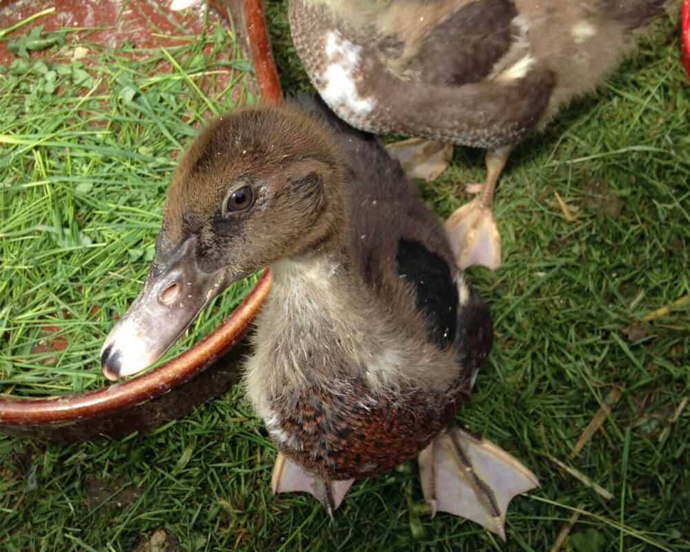 Schwimmen auf halbe Sicht