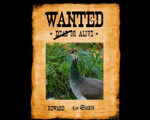 Soko Pfau in Bad Großpertholz