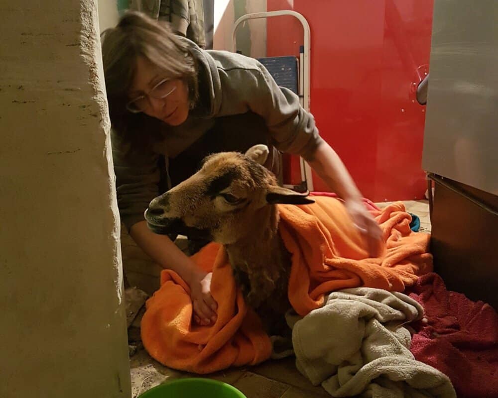 Tödliche Ratschläge