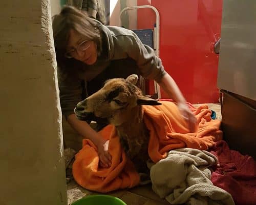 Tödliche Ratschläge