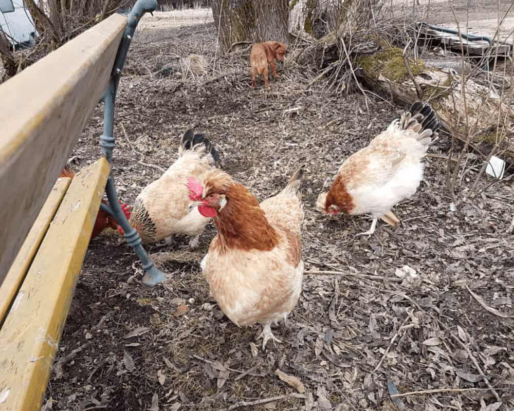 Die Vogelgrippe