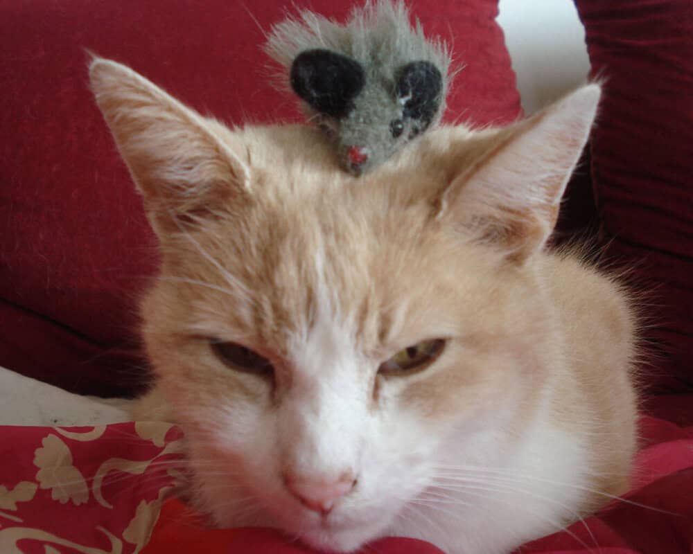 Kater Caso