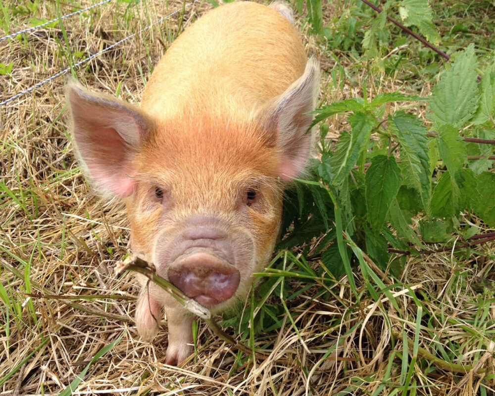 Klara Kune Kune