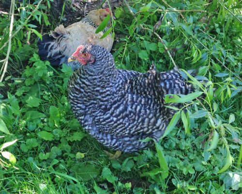 Wilde Hilde - Sperber Huhn