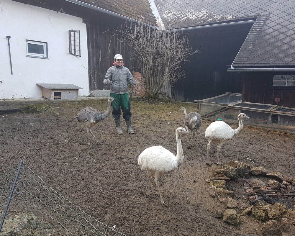 Christian und die Nandus