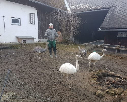 Christian und die Nandus