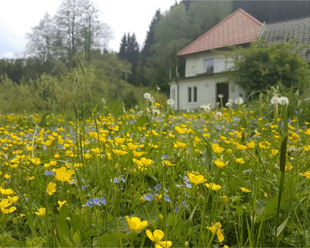 Sicht auf die Grüne Wiese - Urlaub im Waldviertel