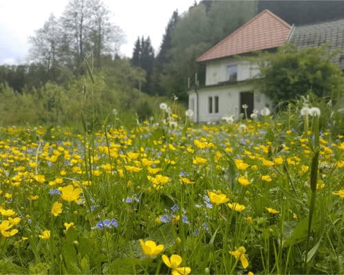 Sicht auf die Grüne Wiese - Urlaub im Waldviertel