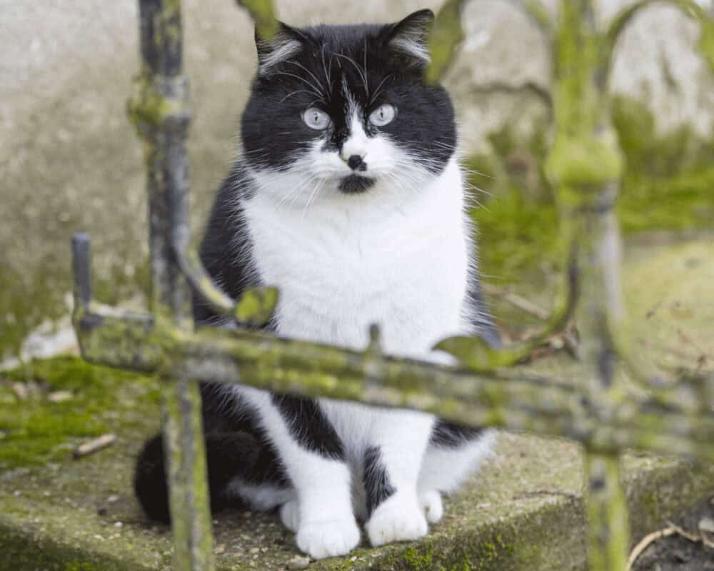 Kater Lukas