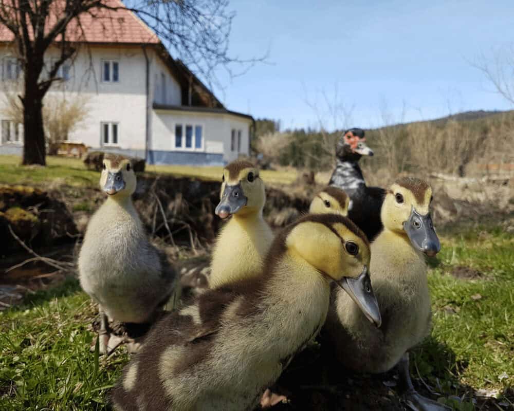 Barbarieentenküken