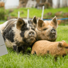 Gutschein Schweinisches Wochenende 1280x720