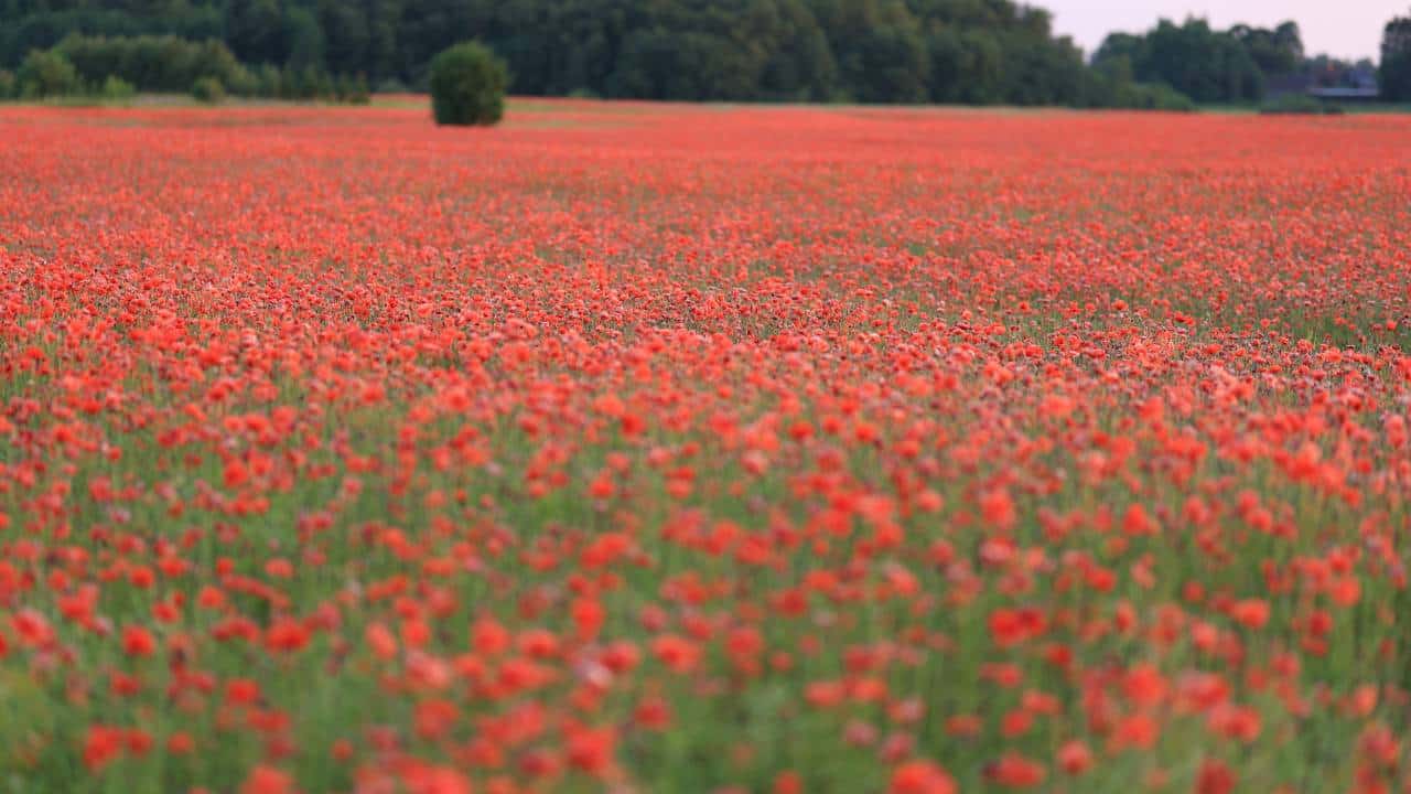 Einzigartiger Sommerurlaub - Mohnblume | Foto von Valeria Boltneva