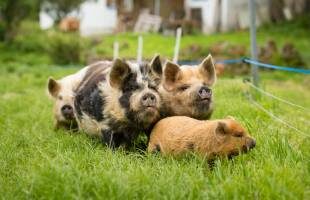 kune-kune-310x200