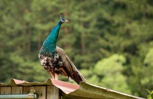 pfau-310x200