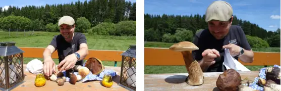 Pilze sammeln im Waldviertel