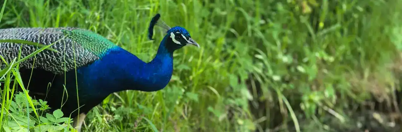 Naturerlebnisse und tierischer Kontakt