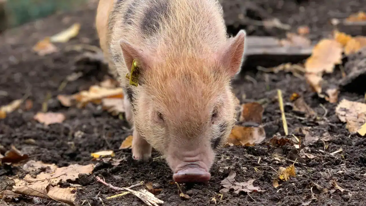 pexels-corinna-widmer-2124981-5839435